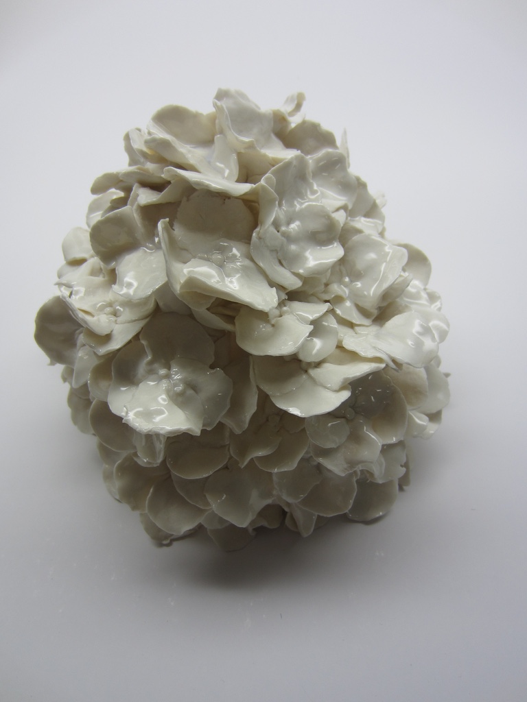 Hortensias boule